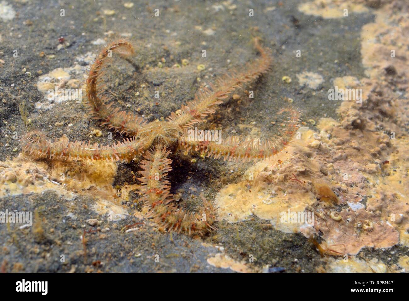 Comune di Stella fragile (Ophiothrix fragilis) mobile sul pavimento di una rockpool incrostato di alghe rosse bassa su una spiaggia rocciosa, vicino a Colchester, Regno Unito, Foto Stock