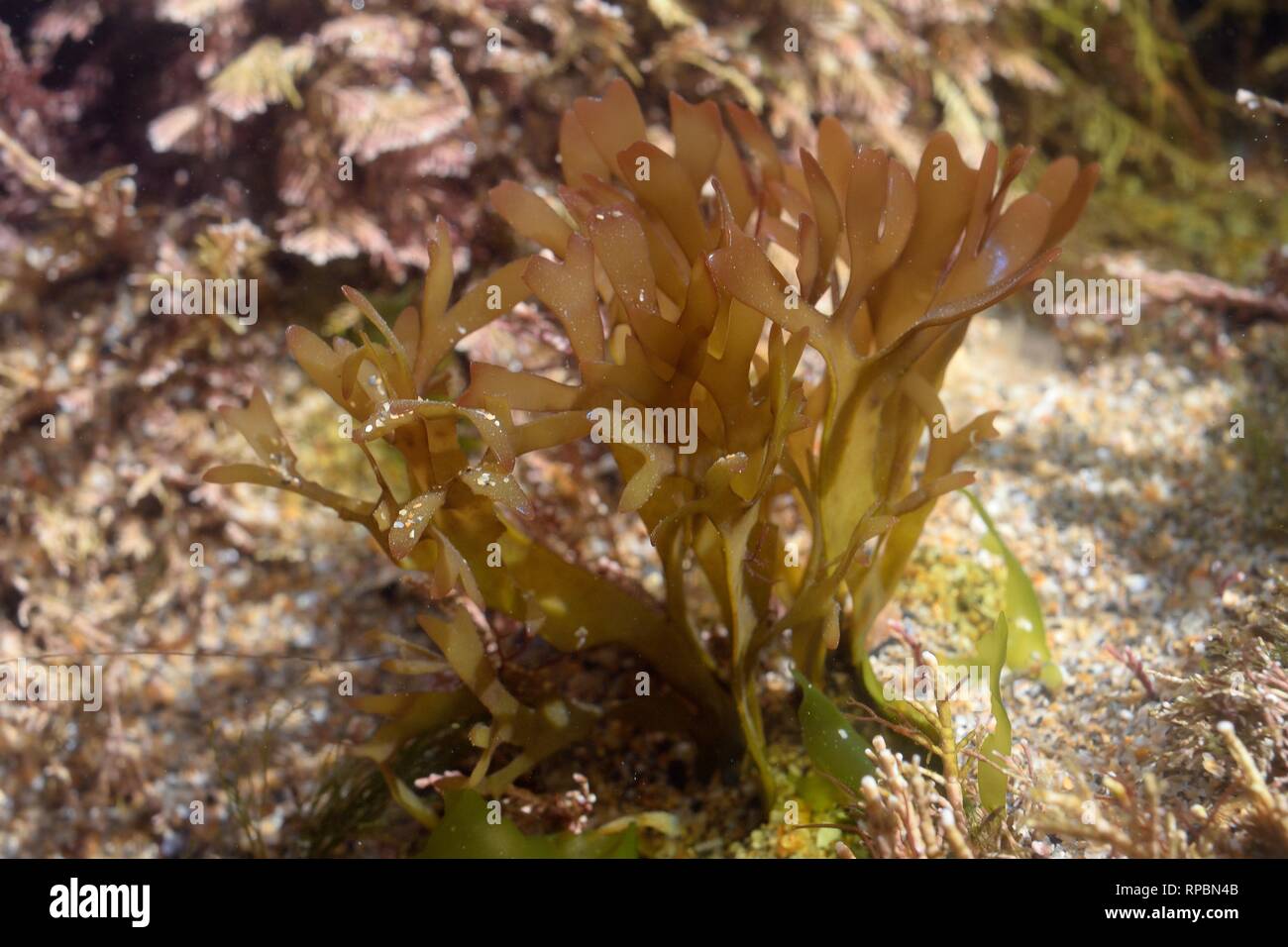 Irish Moss / carragenina (Chondrus Crispus) cresce in una rock pool, Cornwall, Regno Unito, Settembre Foto Stock