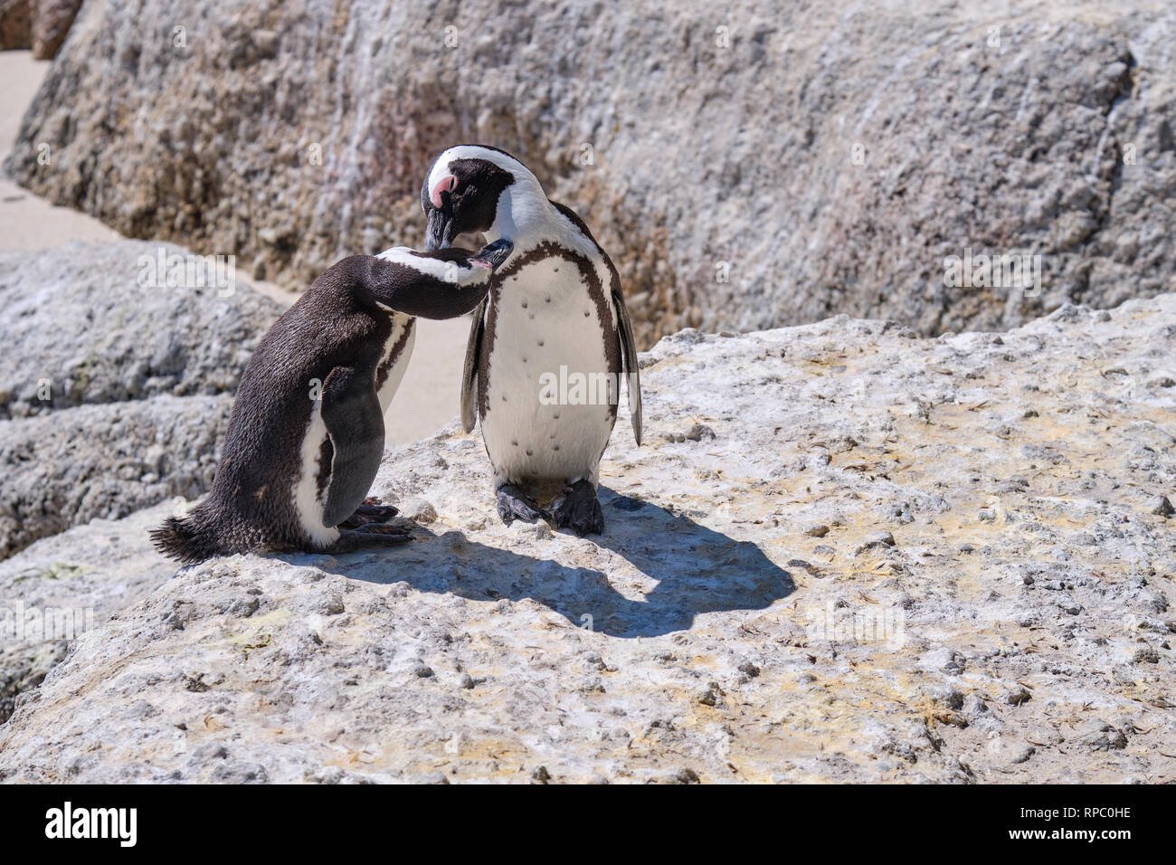 Coppia di pinguini africani su una grande roccia con affetto il display. Preening ogni altro, becco di chin Foto Stock