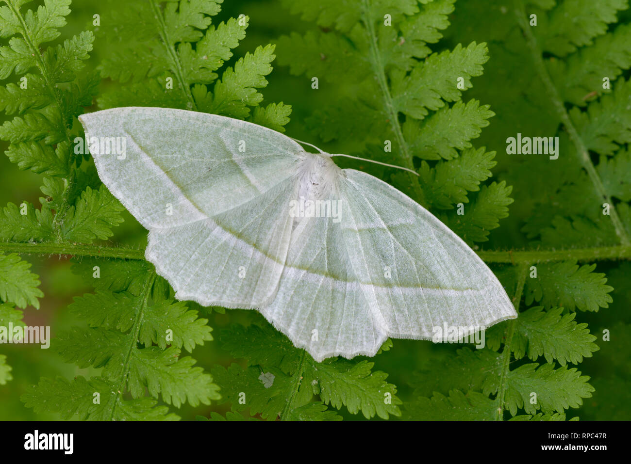 Bellezza pallido Tarma (Campaea perlata) in appoggio sul fieno profumato di felce. Ricketts Glen State Park, Pennsylvania, estate. Foto Stock