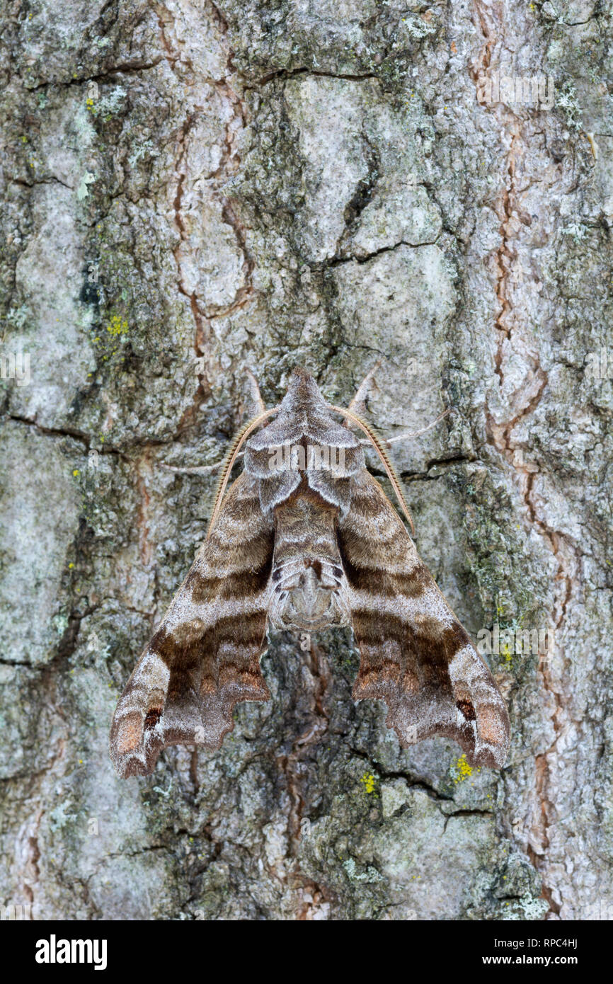 Letterati Sphinx Moth (Deidamia inscriptum) adulto seduto sul Rovere Castagno. Cove Mountain preservare, Perry Co., PA, maggio. Foto Stock