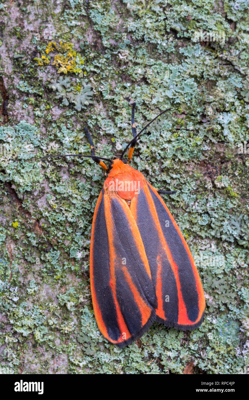 Scarlet-winged Lichen Moth (Hypoprepia miniata) adulto su lichen coperto corteccia, Joseph E. Ibberson Conservationa Area, Dauphin Co., PA, estate. Foto Stock