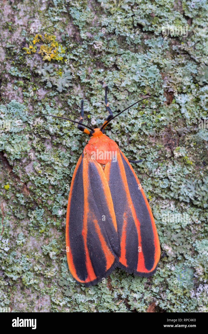 Scarlet-winged Lichen Moth (Hypoprepia miniata) adulto su lichen coperto corteccia, Joseph E. Ibberson Conservationa Area, Dauphin Co., PA, estate. Foto Stock