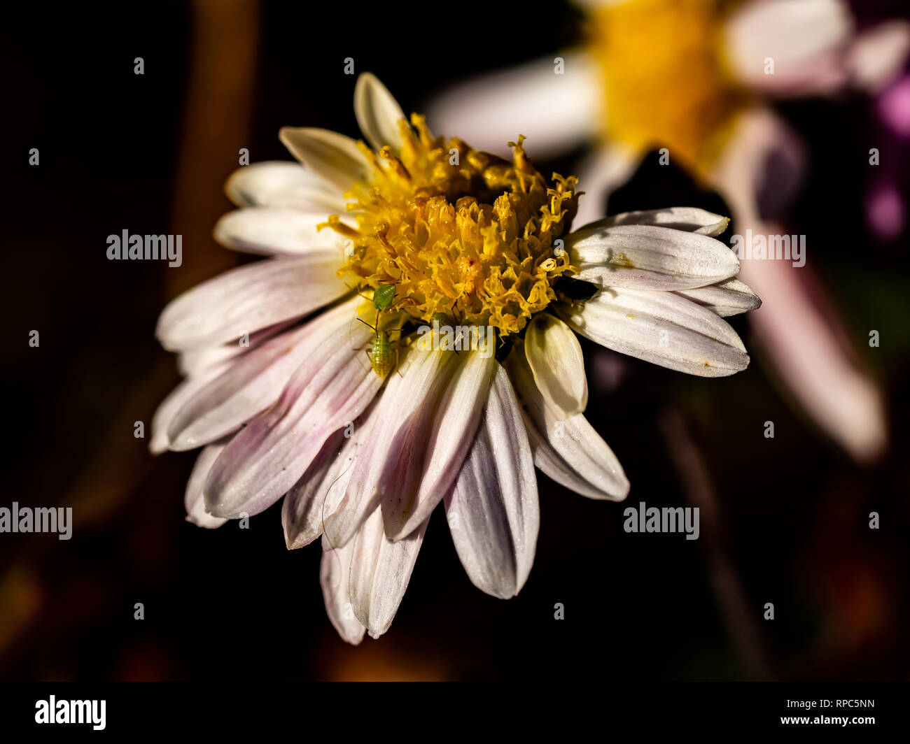 Un piccolo coleottero verde poggia su una margherita fiore in fiore. Foto Stock