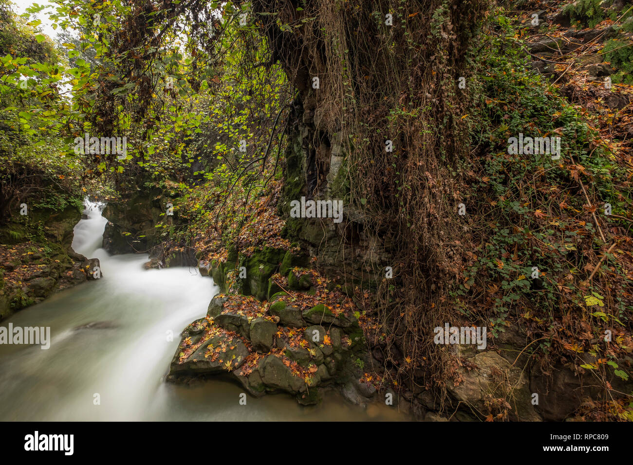 Hermon fiume riserva naturale, Israele Foto Stock