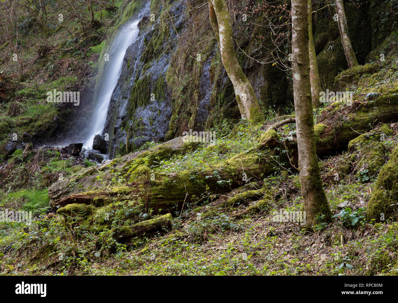 Canonteign Falls è una cascata in Canonteign nel Teign Valley e il Parco Nazionale di Dartmoor vicino Chudleigh, South Devon, in Inghilterra. Si tratta di 220 piedi di alta. Foto Stock