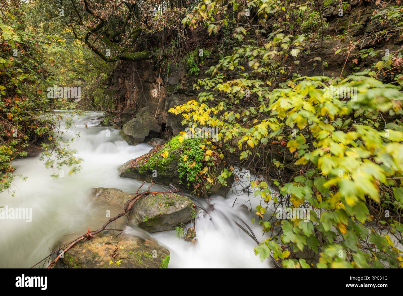 Hermon fiume riserva naturale, Israele Foto Stock
