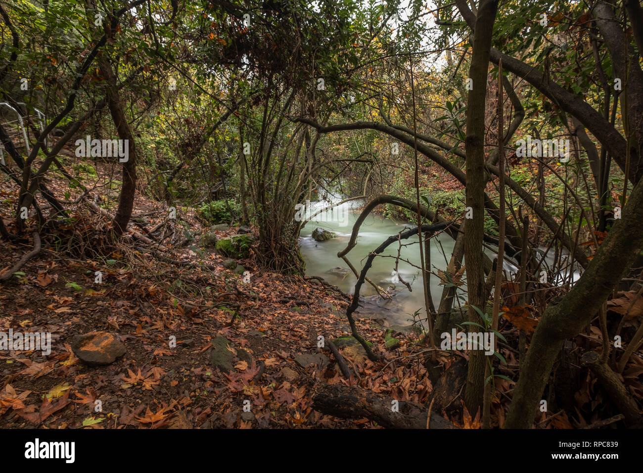 Hermon fiume riserva naturale, Israele Foto Stock