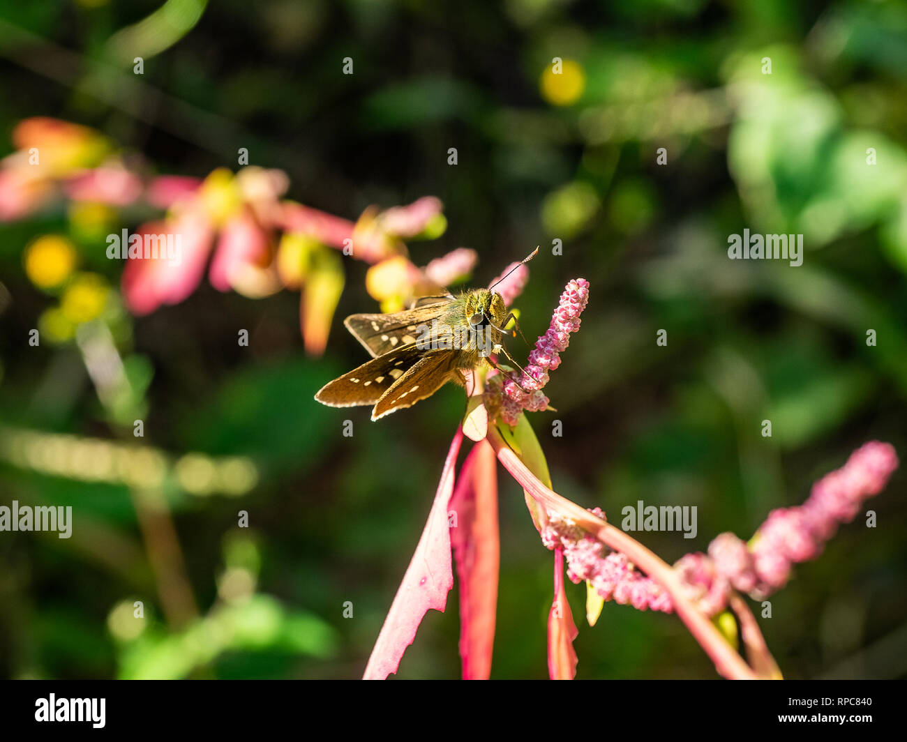 Un'erba skipper butterfly poggia su una piccola fioritura viticoltura lungo un percorso a piedi in Giappone centrale. Foto Stock