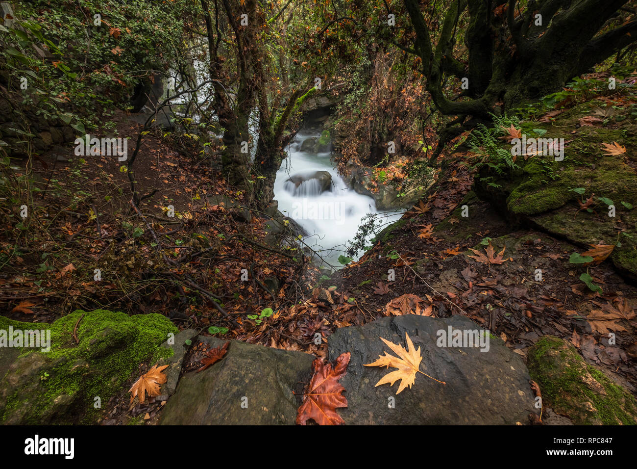 Hermon fiume riserva naturale, Israele Foto Stock