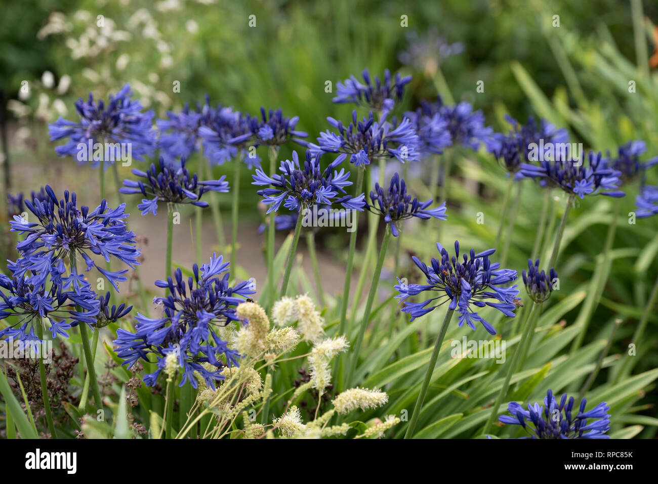 AGAPANTHUS BLU NAVY Foto Stock