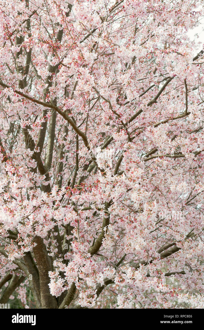 PRUNUS PENDULA F ASCENDENS ROSEA Foto Stock