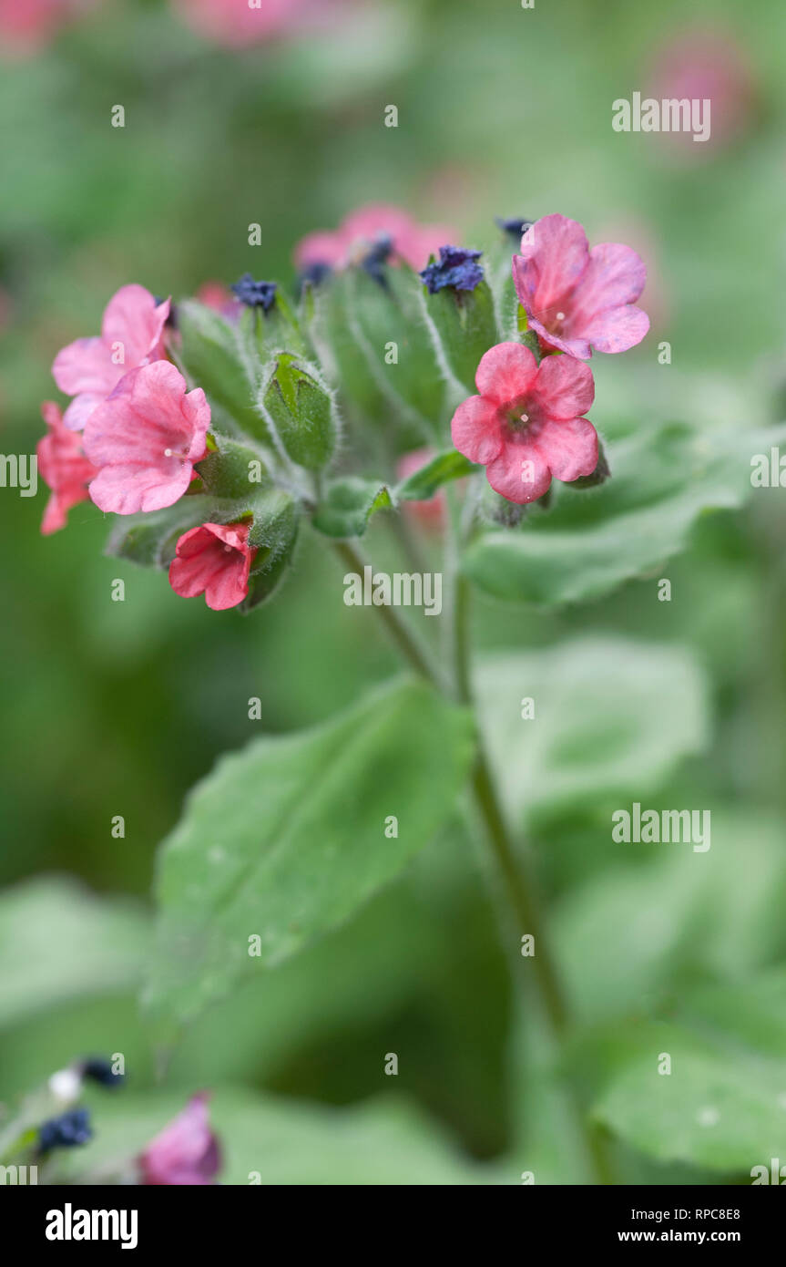 Rosso PULMONARIA LENTIGGINI Foto Stock