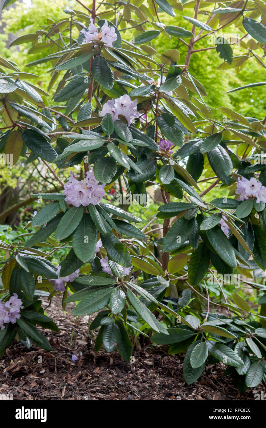 RHODODENDRON MUNCASTER MIST Foto Stock