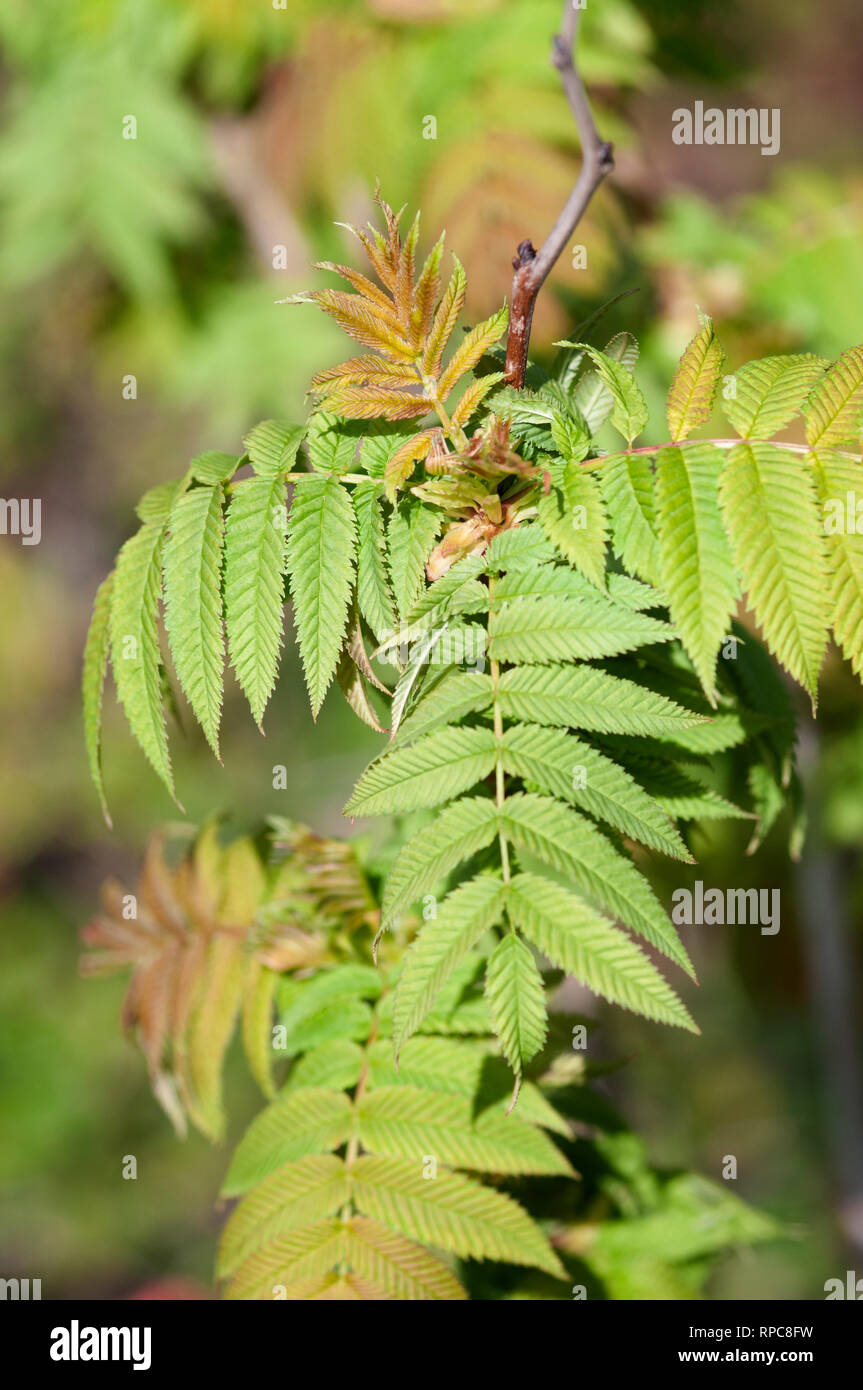 SORBARIA SORBIFOLIA VAR STELLIPILA Foto Stock