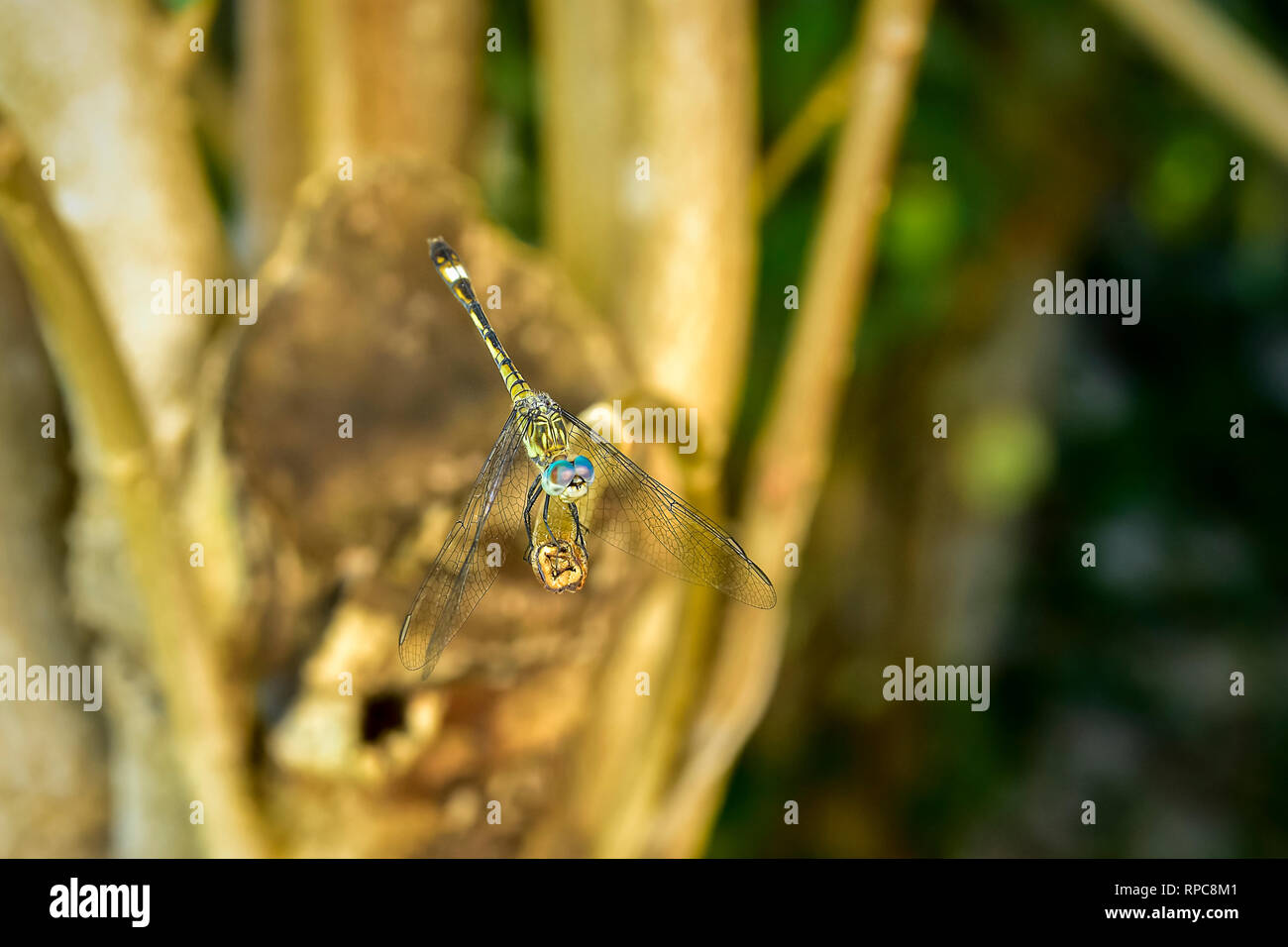 Dragonfly su un ramo in giardino Foto Stock