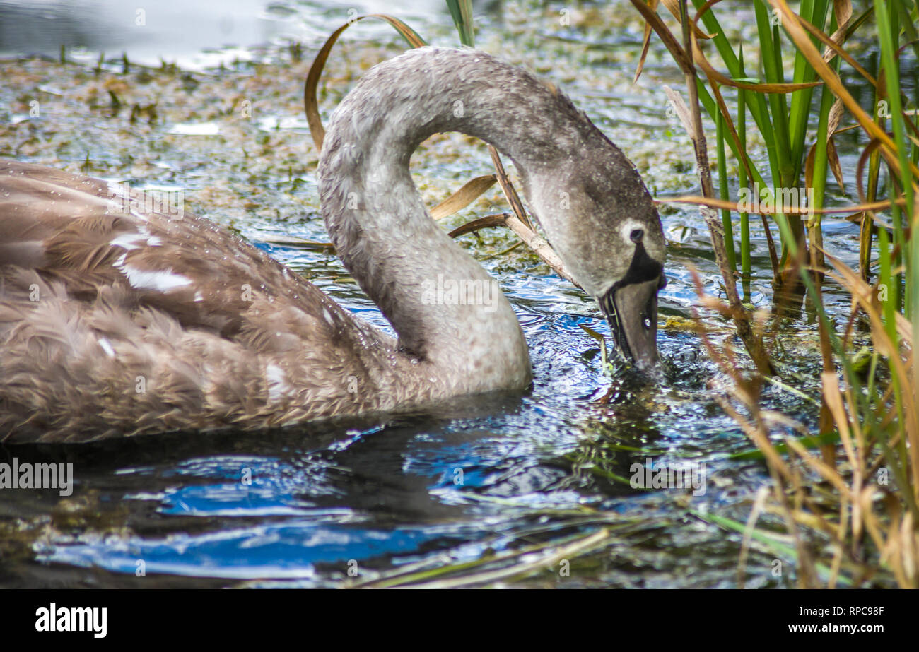 Un sigillo feed swan tra il bordo dei laghi entro l'erba e canne. Foto Stock