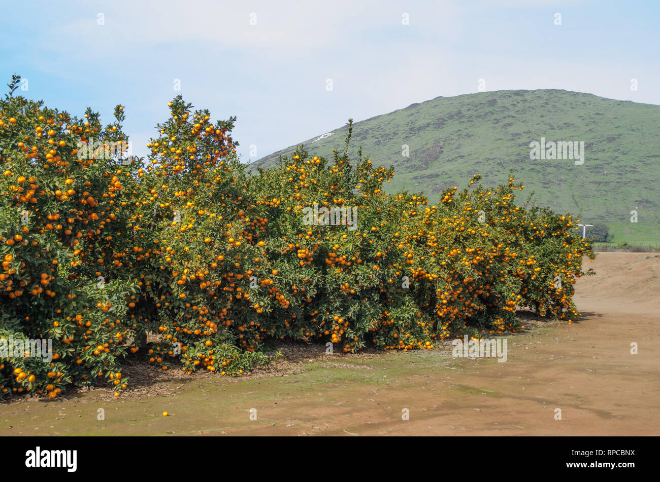 Tango mandarini pronti per il raccolto, agrumeto in California Foto Stock