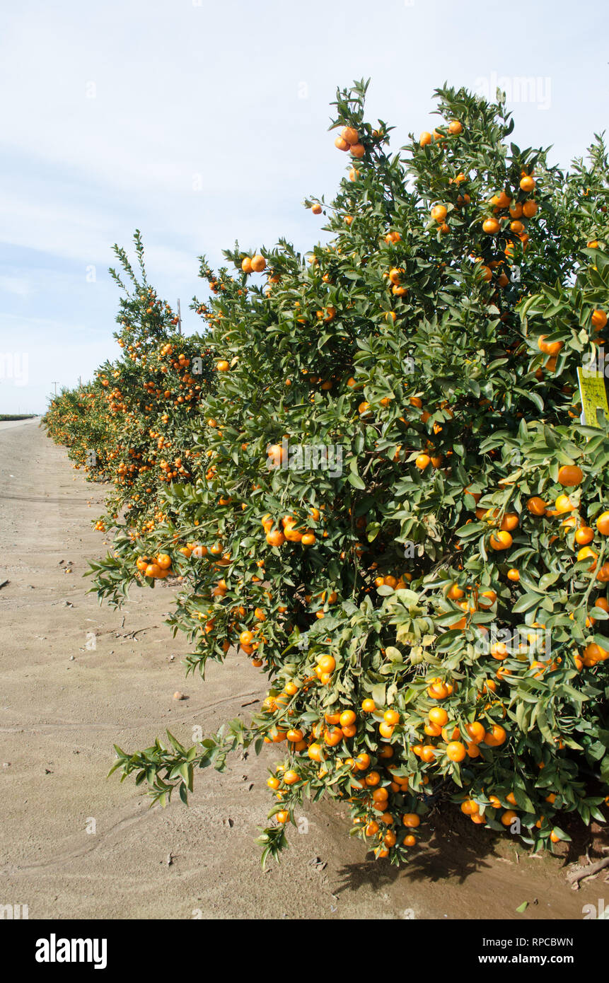 Tango mandarini pronti per il raccolto, agrumeto in California Foto Stock