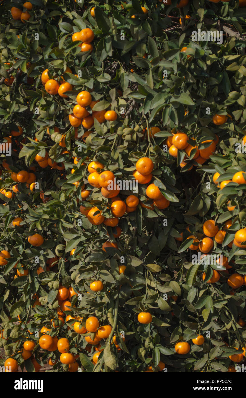 Tango mandarini pronti per il raccolto, agrumeto in California Foto Stock