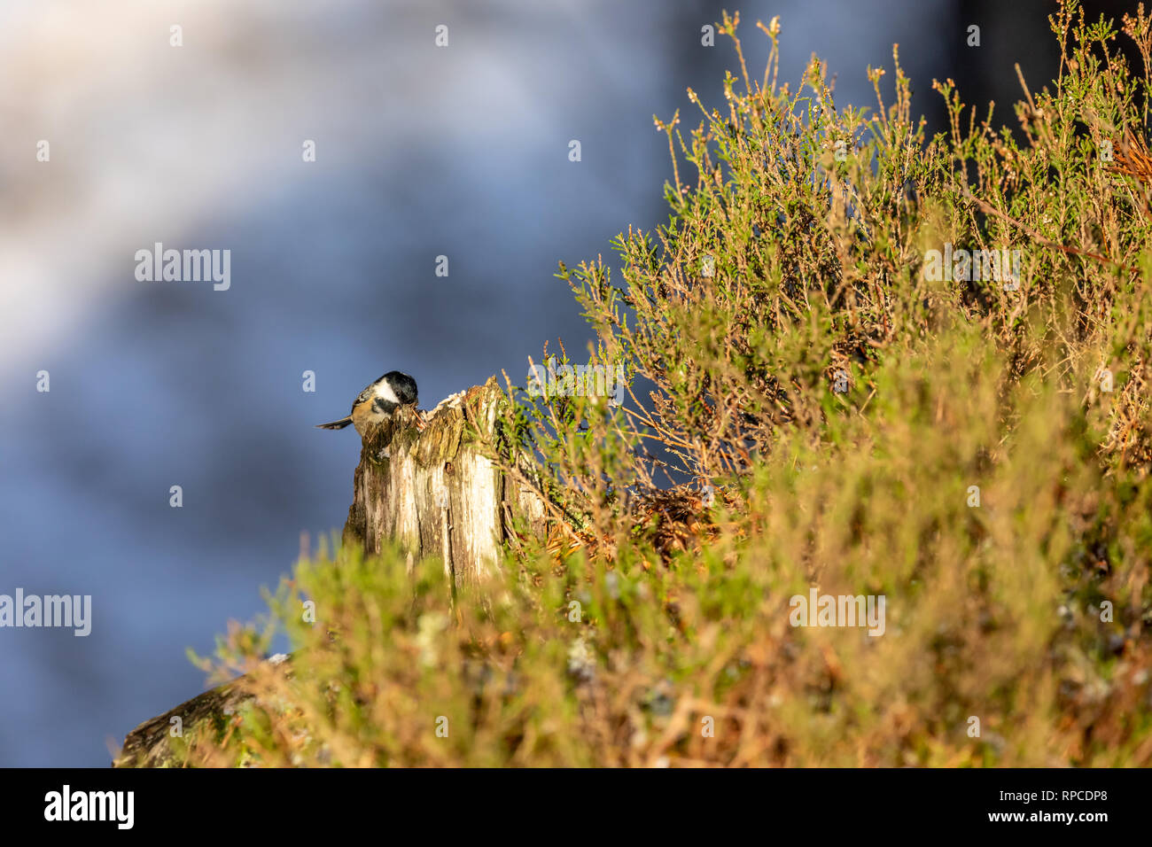 Cincia (Periparus ater) su un ceppo di albero circondato da Heather Foto Stock