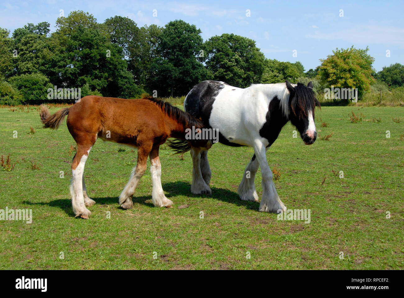 Cavallo di giovani alla ricerca di latte da sua madre. Foto Stock