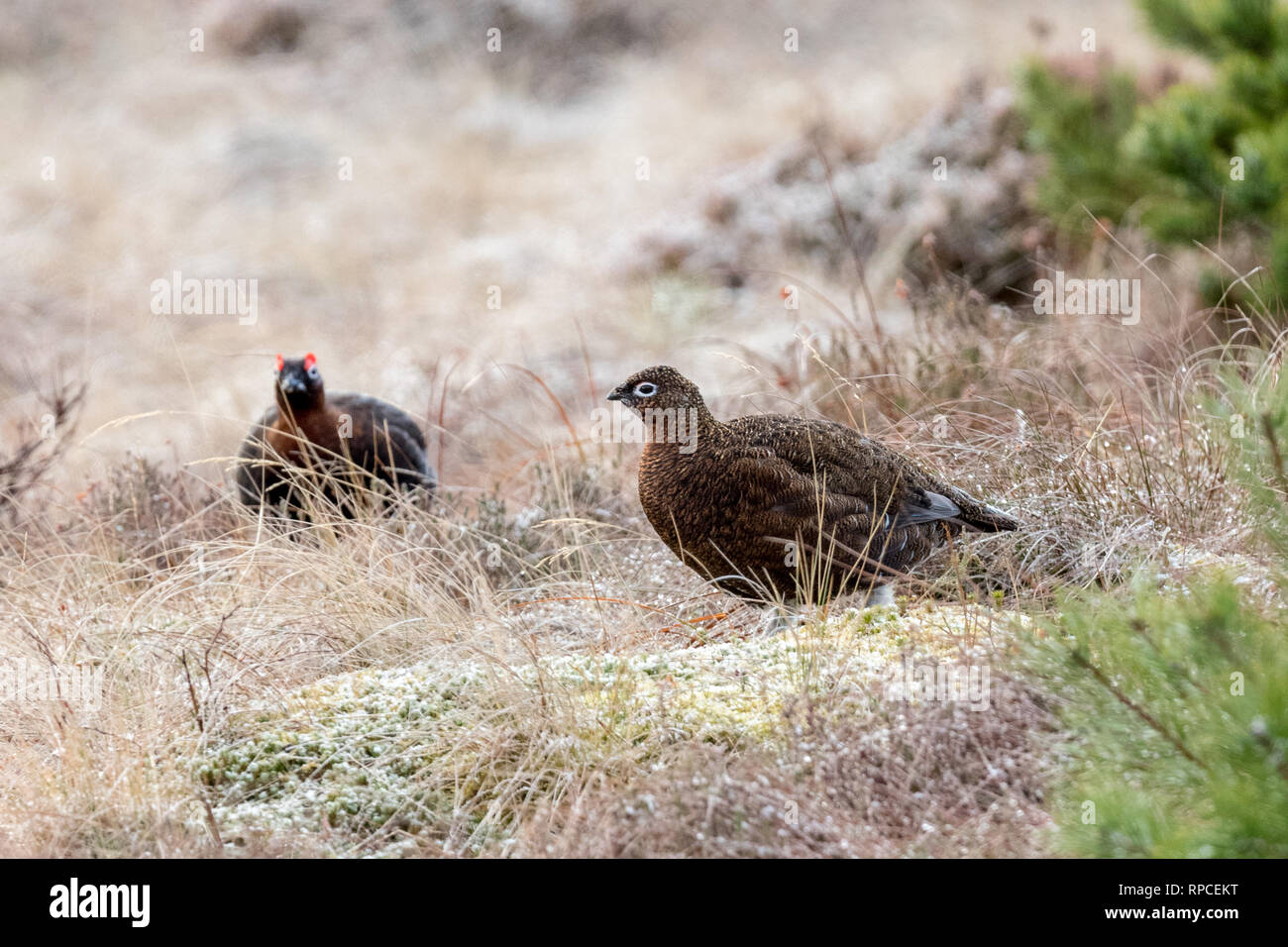 Una coppia di Red Grouse (Lagopus lagopus scotica) sulla landa Foto Stock