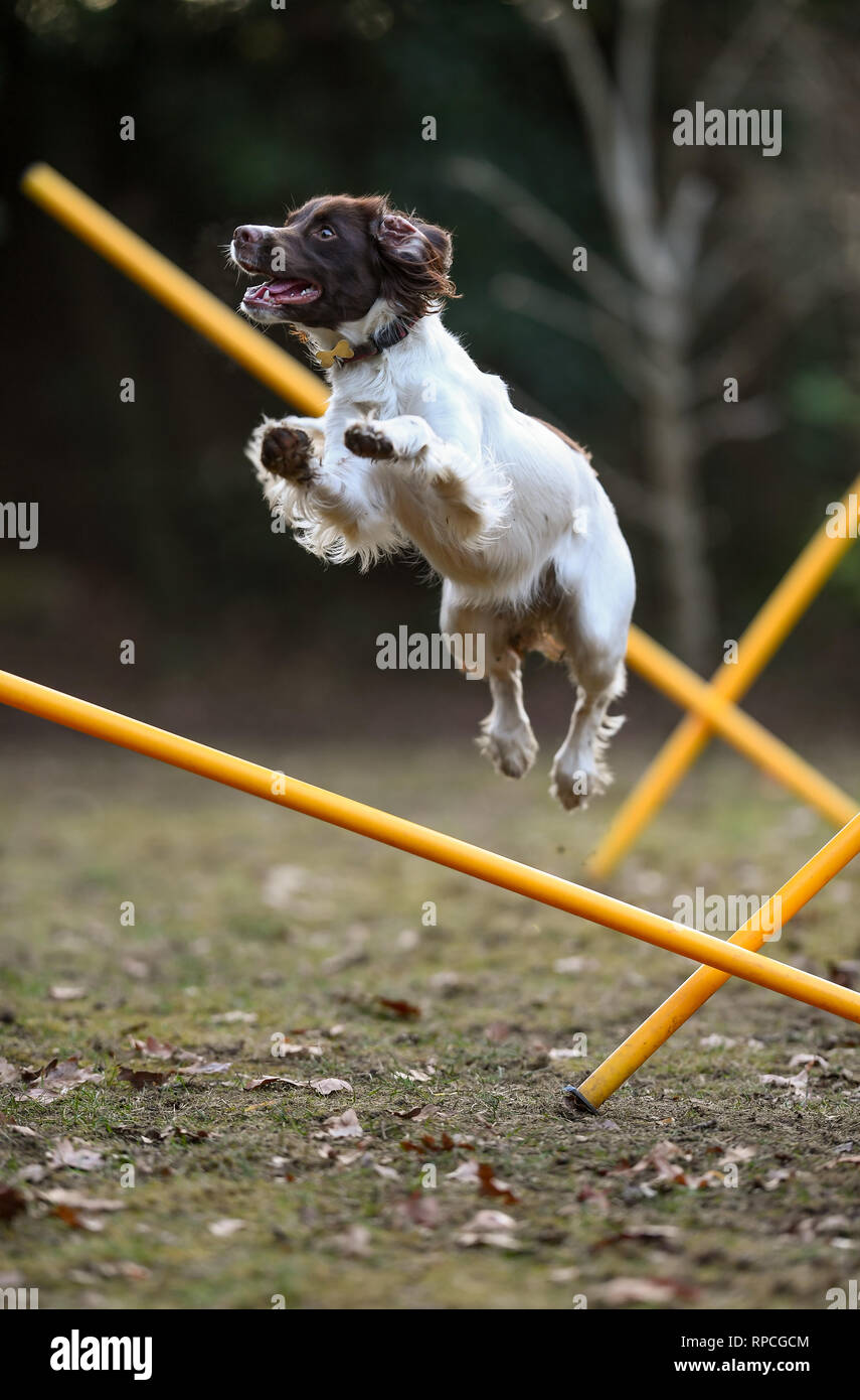 Un giovane inglese springer spaniel ( 11mesi) ha divertimento mentre allenamento per l'agilità saltando su pali nel giardino. Foto Stock