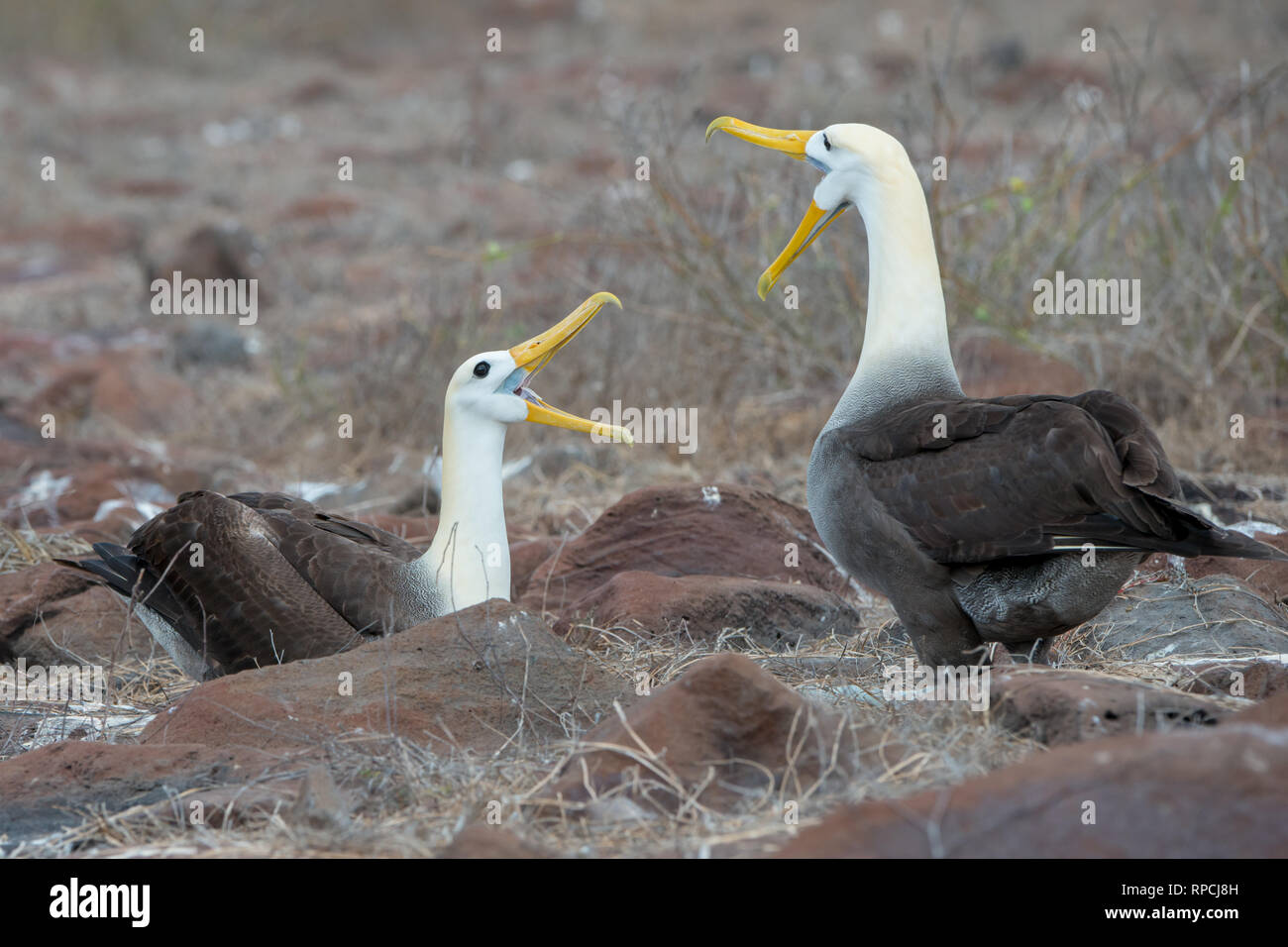 Una coppia di allevamento di sventolato Albatross (Phoebastria irrorata) sull'Isola Espanola in Galápagos Foto Stock