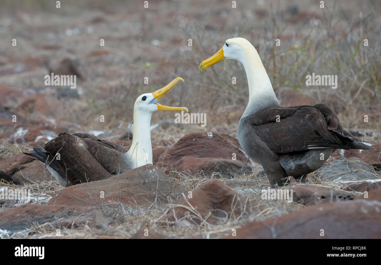 Una coppia di allevamento di sventolato Albatross (Phoebastria irrorata) sull'Isola Espanola in Galápagos Foto Stock