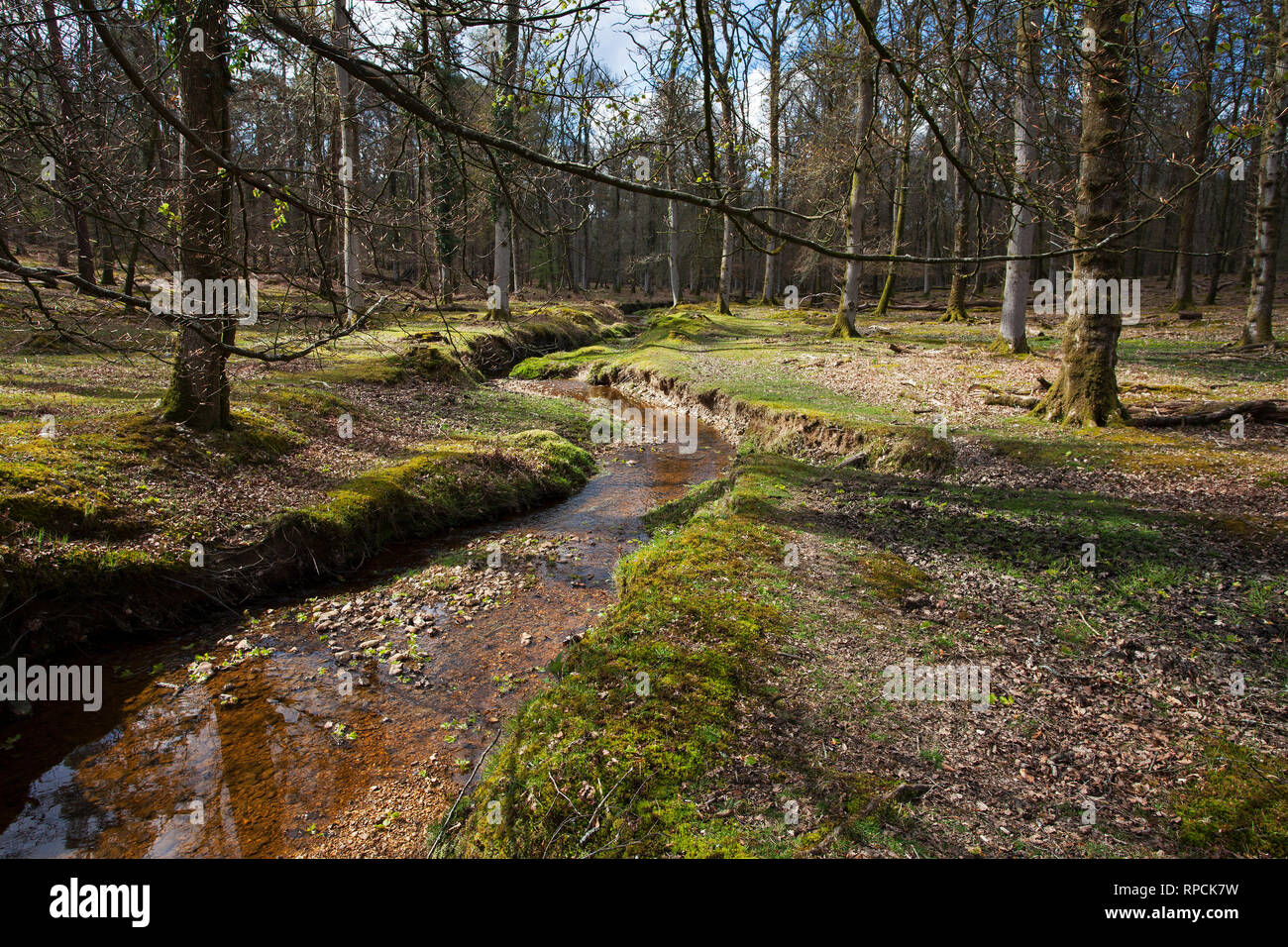 Latchmore Brook in isole spine Inclosure New Forest National Park Hampshire REGNO UNITO Inghilterra Aprile 2016 Foto Stock