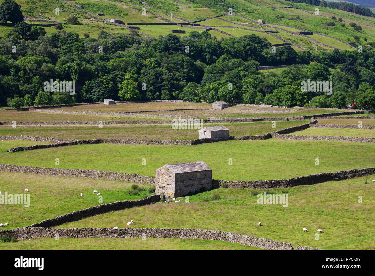 Vecchi fienili in pietra e il fieno dei prati con pecore vicino Gunnerside Swaledale Yorkshire Dales National Park nello Yorkshire Inghilterra UK Luglio 2016 Foto Stock