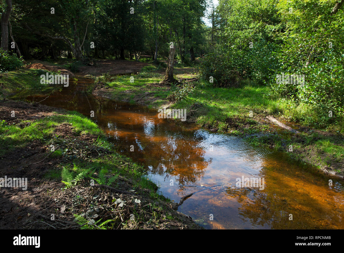 Flusso ripristinato e letto di ruscello Wootton New Forest National Park Hampshire REGNO UNITO Inghilterra Settembre 2016 Foto Stock