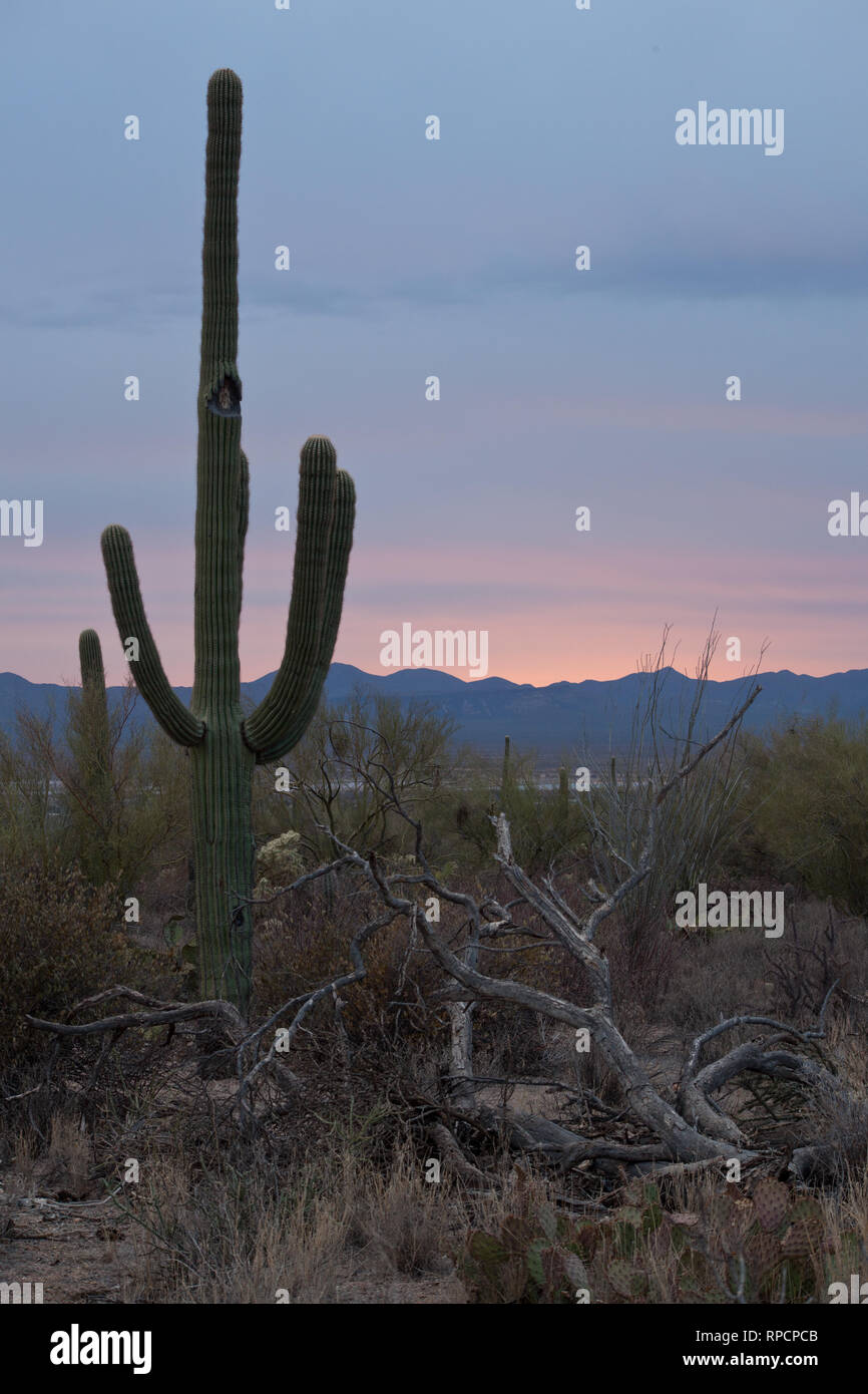 Deserto Sonoran inverno Foto Stock