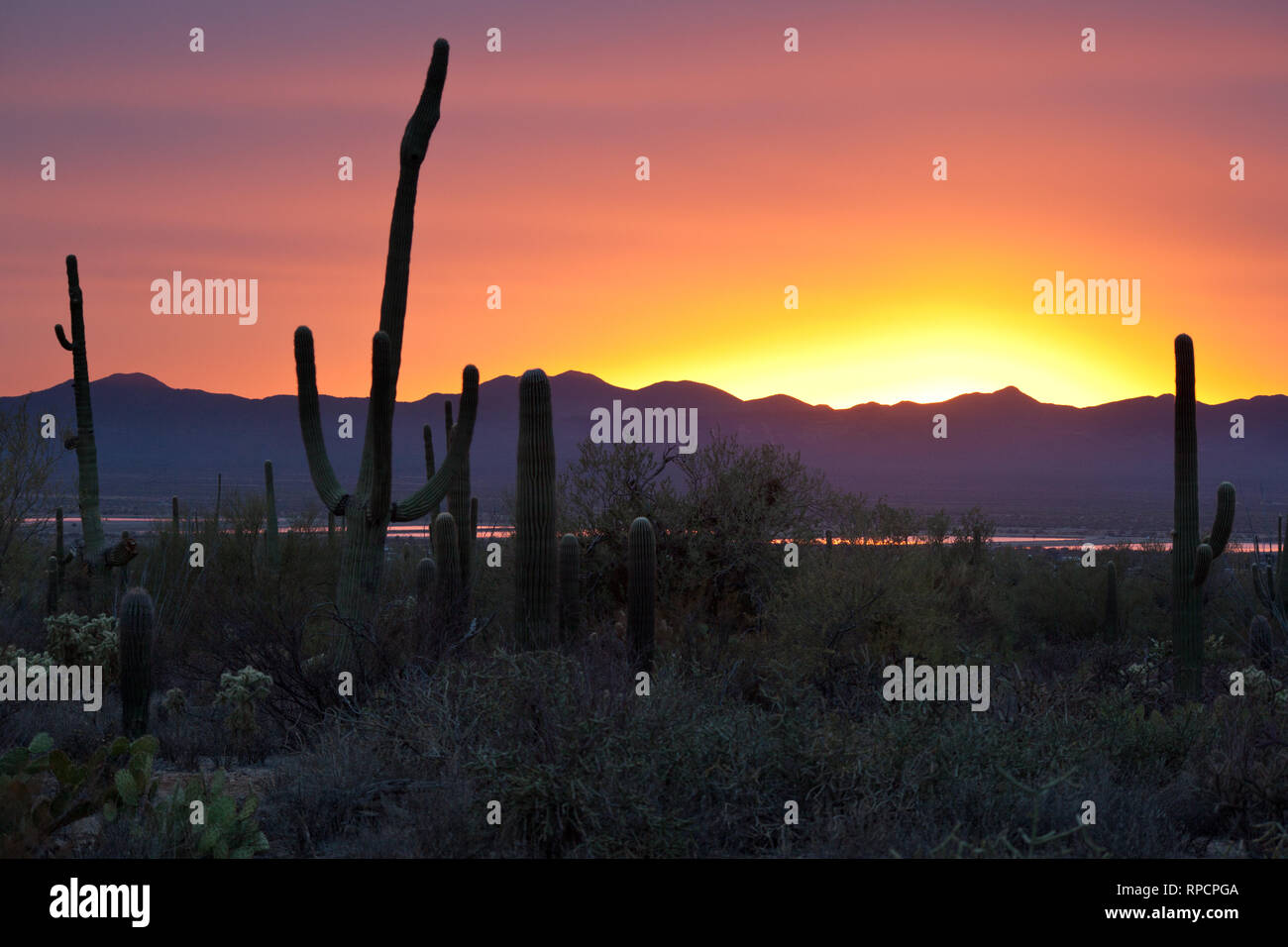 Deserto Sonoran tramonto' Foto Stock