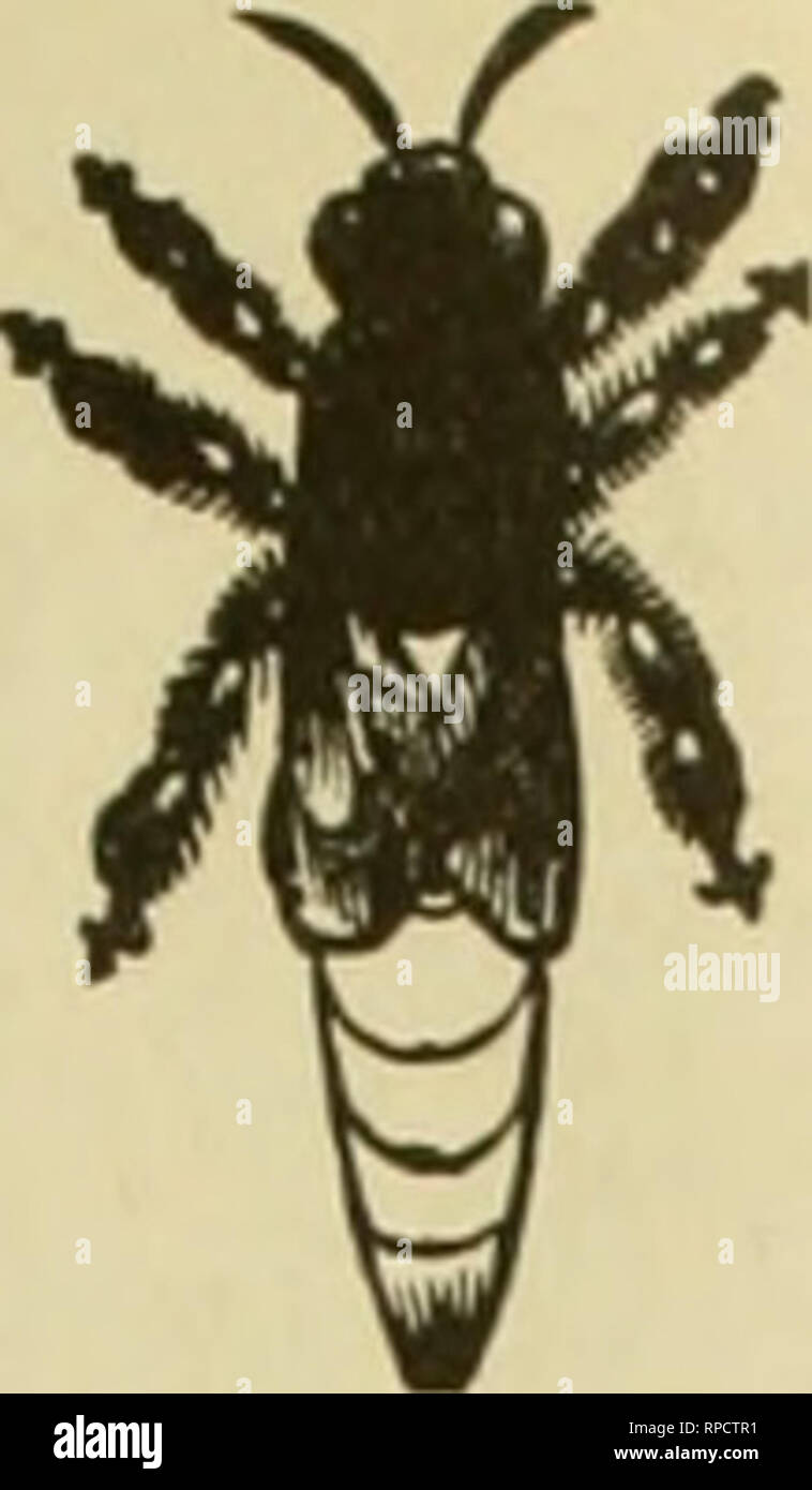 . American bee journal. La cultura delle api; le api. Sett. 1. 1904. La AMERICAN BEE JOURNAL. 605 Provvidenza AUEENS rov6tti6iryualili6S l. La più alta. Xow è il tempo per la vostra requeen colonie per la prossima stagione del servizio. Una circolare su richiesta. LAYVRENCE C. Miller, P.O. Box 1113. La provvidenza, R. I. QIEENS 3 o 5 nastrare italiani garantiti Queens, SI.00 ciascuna ; 4 o più al tasso di S9.00 per doz. Qualità e purezza di accoppiamento, un arrivo sicuro e ragionevole soddisfazione guaran- t. Nessuna malattia. Il tuo patrocinio sollecitato. CHA5. n. DARROW, percorso n. Ho, Nilo, FLO. 33A4t si prega di citare la Bee ufficiale. B INGHAI Foto Stock