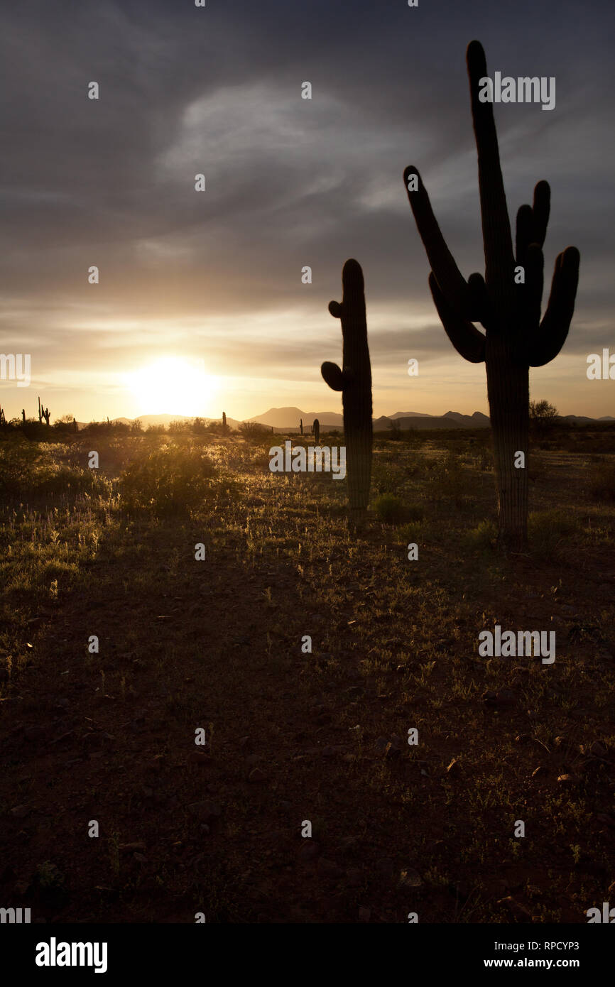 Deserto Sonoran Tramonto Foto Stock