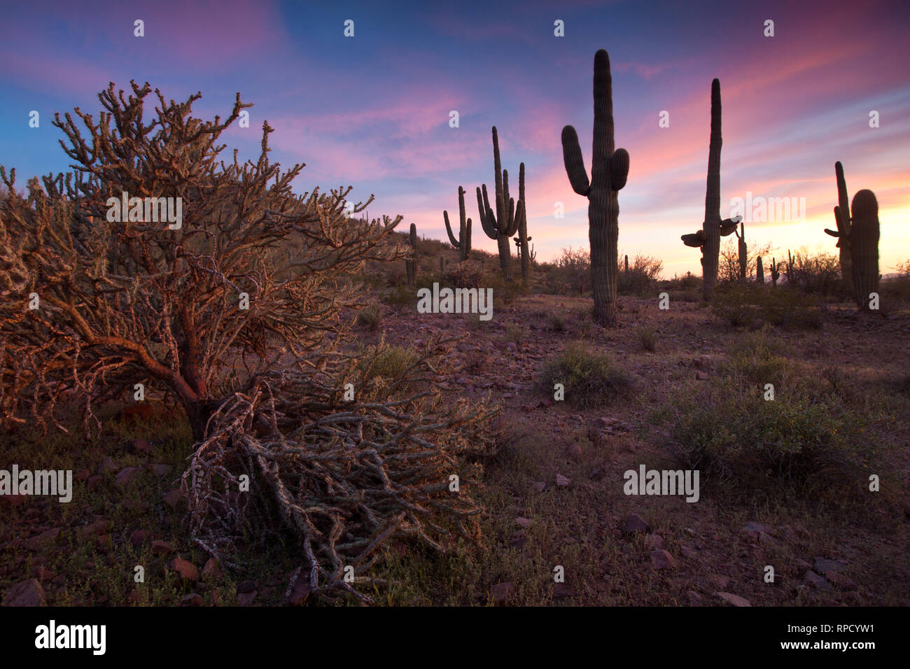 Deserto Sonoran Tramonto Foto Stock