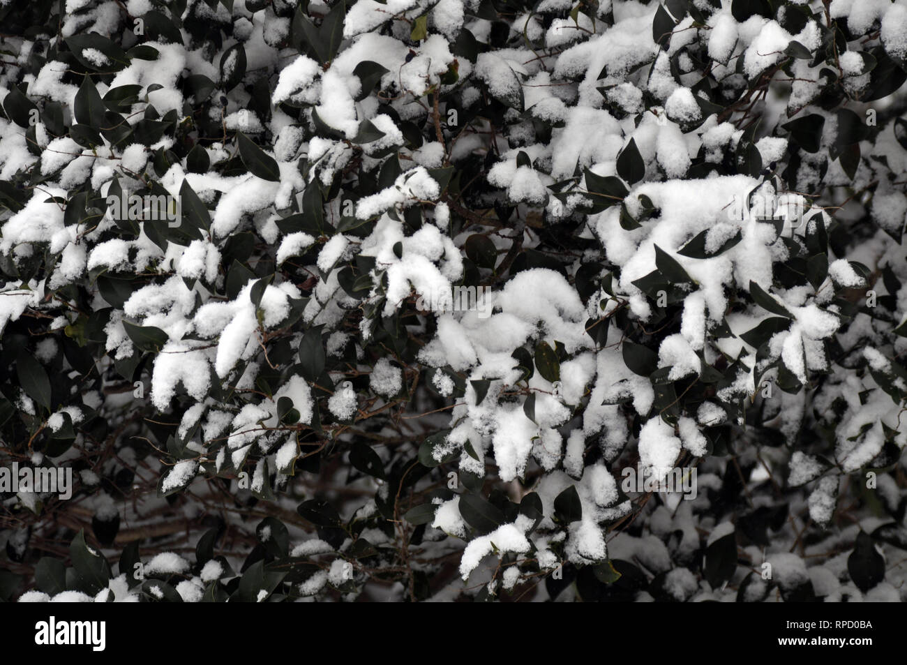 Un fotogramma completo di una coperta di neve Hedge Foto Stock