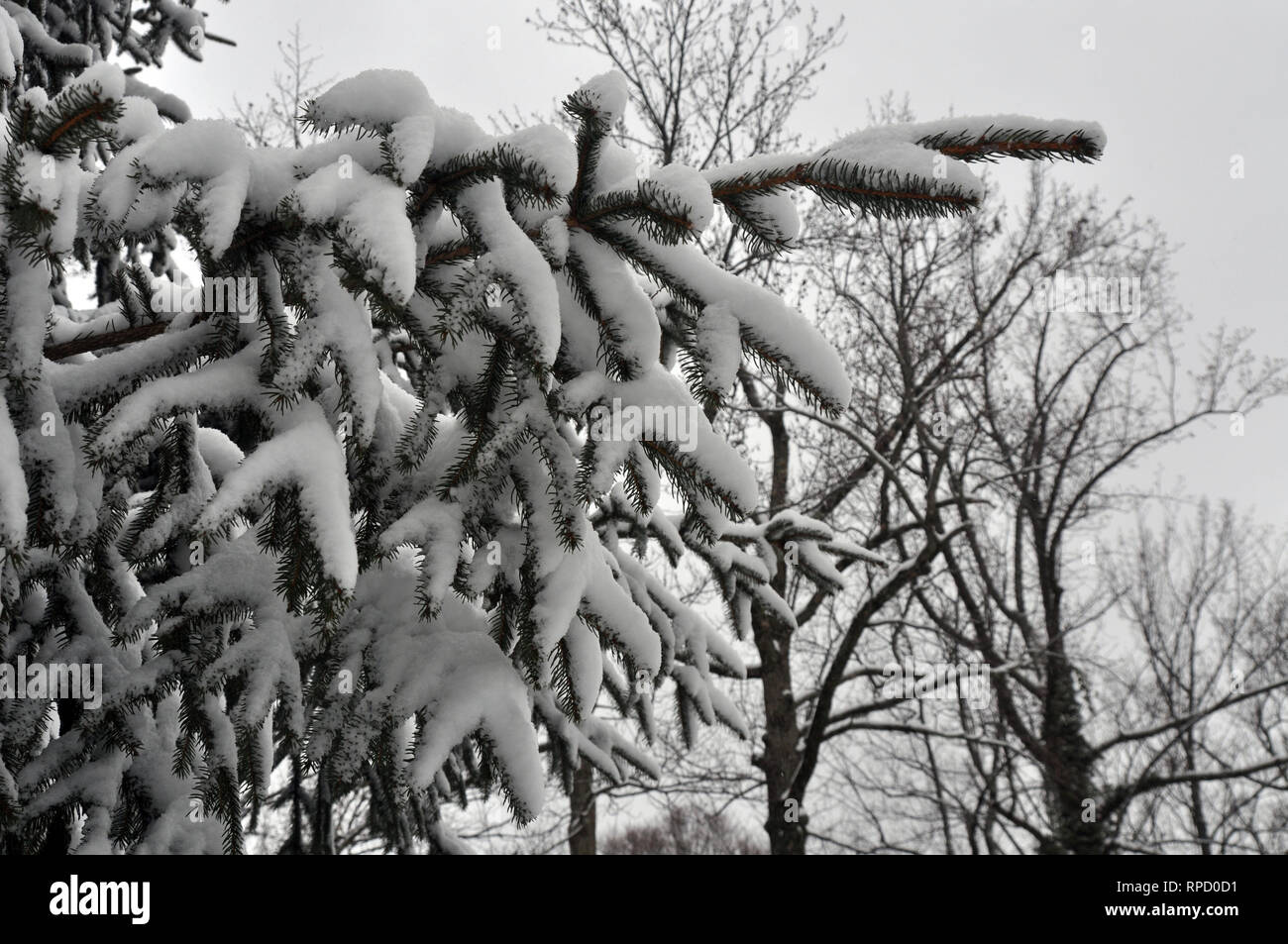 Un pino norvegese ramo di albero coperto di neve Foto Stock