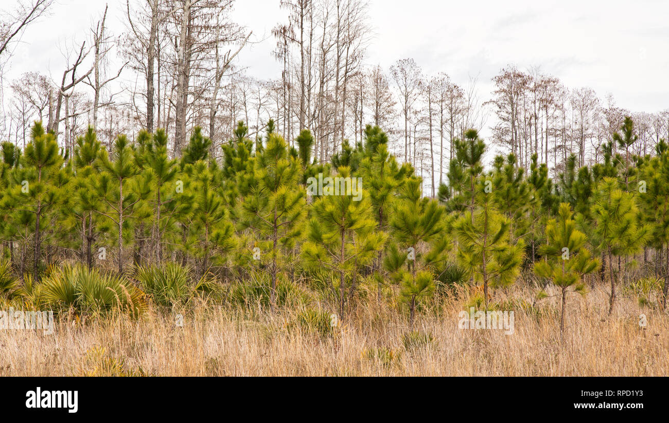 Piantagione Southern Long Leaf Pine, "Pinus palustris". Foto Stock