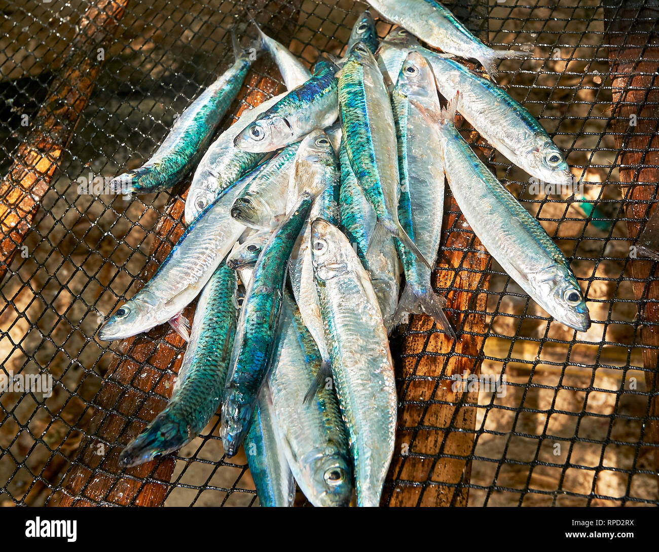 La cattura di piccoli blu e argento aringa-come pesci in una rete da pesca in vendita presso Hinolugan Beach sull'isola Carabao, Romblon Provincia, Filippine Foto Stock