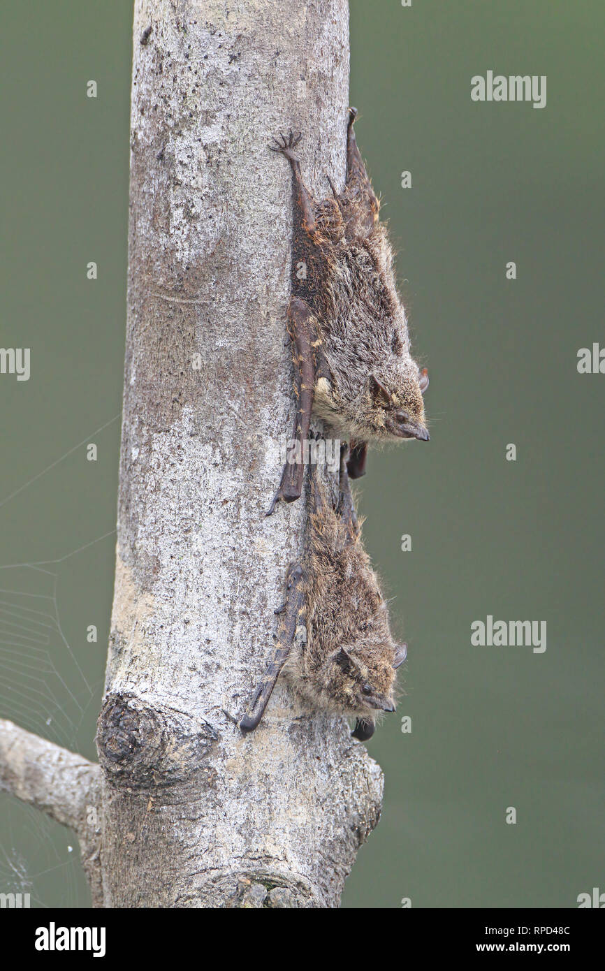 Due a becco lungo i pipistrelli sono ' appollaiati su un albero morto a Sani Lodge Ecuador Amazon Foto Stock