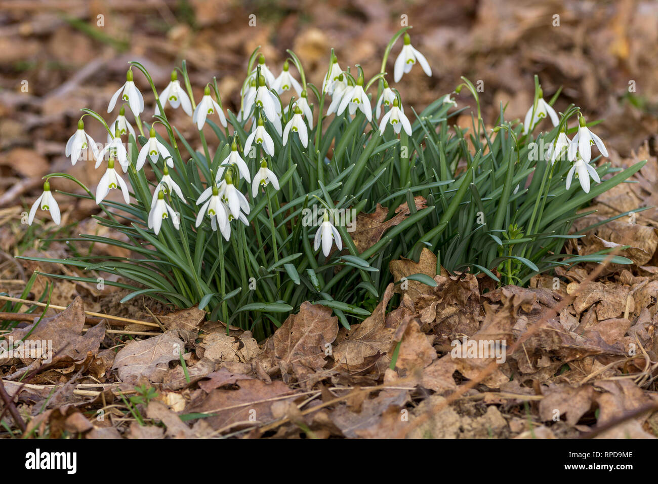 Nevicate primaverili Febuary 2019 (Galanthus nivalis) tre petali fiori bianchi con un unico fiore di colofano su ogni gambo. I petali interni sono dentellati Foto Stock