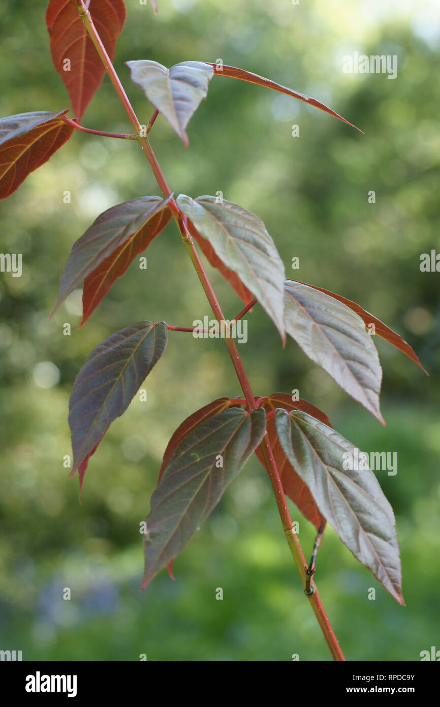 Acer sikkimense Foto Stock