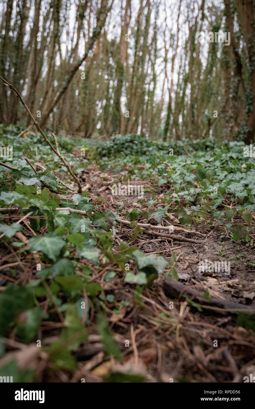 Il percorso dal livello del suolo attraverso Ivy e faggio Foto Stock