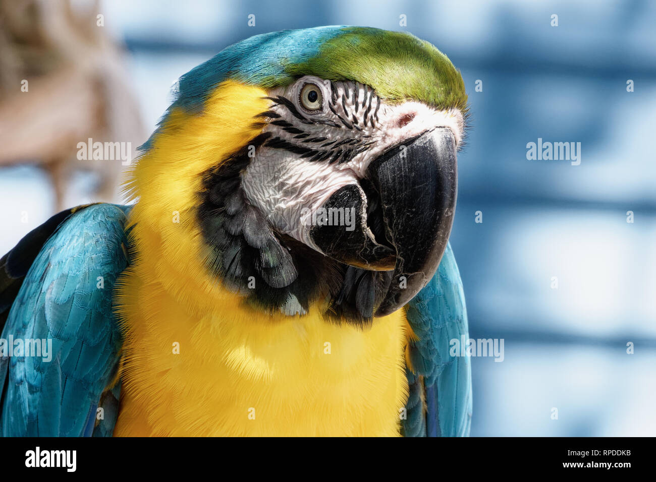 Close up di un blu e giallo parrot Foto Stock