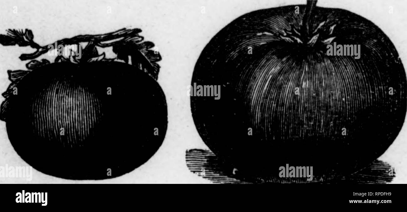 . Come rendere il giardino pay [microformati]. Il giardinaggio. * ?? * IW&LT;"M 258-come fare il giardino di retribuzione. Pomodoro. Solatium Lycopersicum, Tedesco, Liebesapfel; francese e spagnolo, Tomate.-In molte sezioni di questo paese, i pomodori sono un azienda leader di raccolto e coltivato quasi in maniera più esauriente di patate. Il giardino del mercato ha scarso uso per loro, tranne come un inizio o un raccolto di forzatura; per questo vegetale, per fare del suo meglio, richiede più spazio di quello ad alta alimentazione e coltivazione di alta. Con buona piante per l'inizio con i pomodori sono una delle colture più semplice per crescere dove il clima è caldo abbastanza per portare il p. Foto Stock
