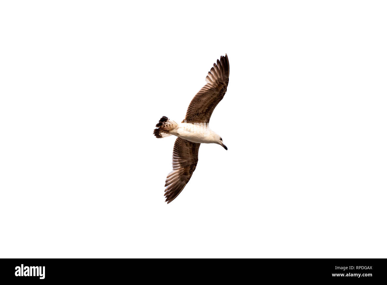 Flying Seagull isolati su sfondo bianco. Singolo uccello vola ad alta quota con le sue alette divaricate, guardando in giù verso il mare. Foto Stock