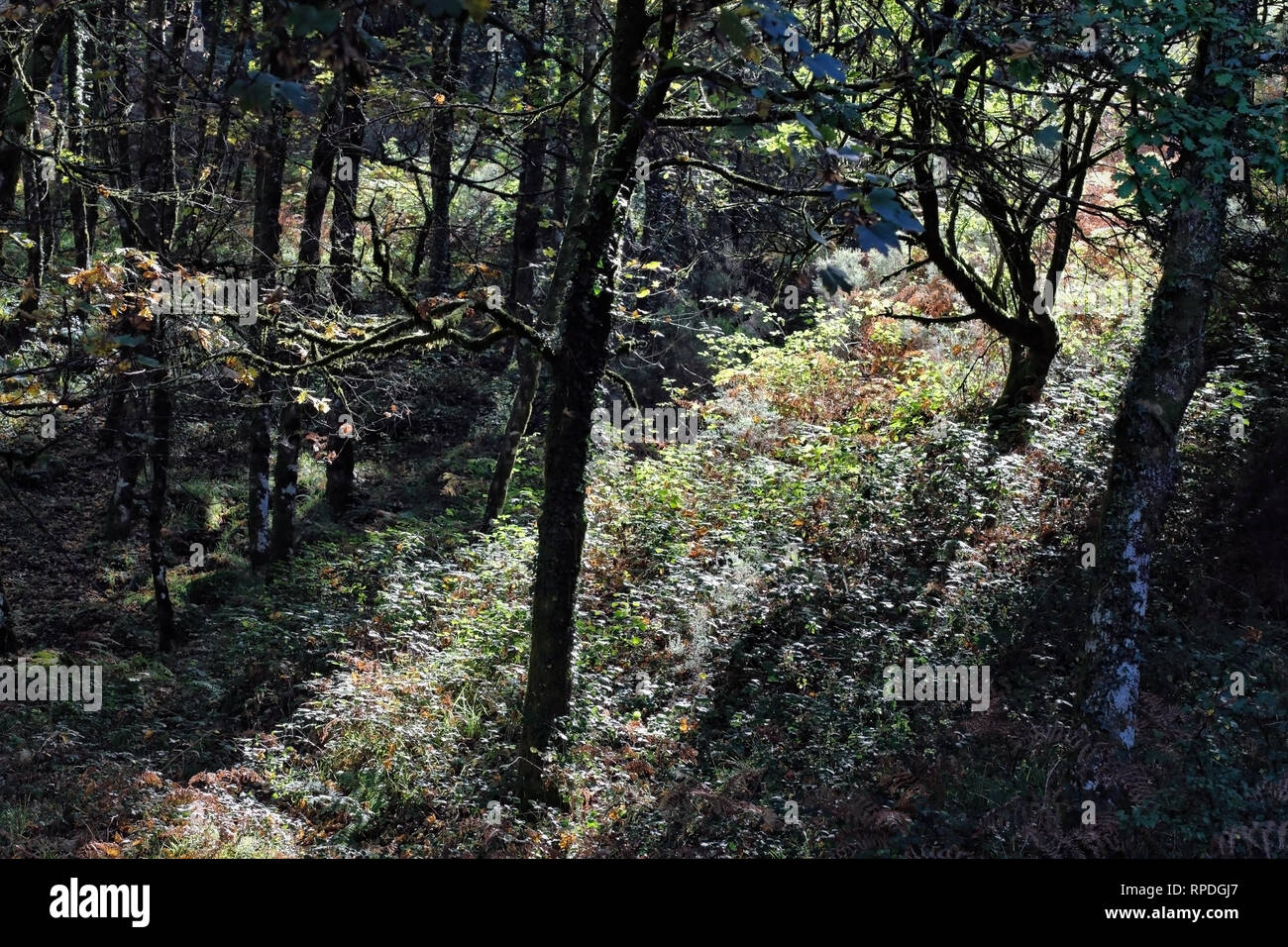 Fitti boschi da Panda Geres National Park, il nord del Portogallo, con striscia di luce che penetra il buio Foto Stock